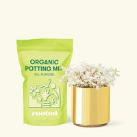 Small Pink Panther Tradescantia (Tradescantia callisia repens) in a gold cylinder pot and a bag of soil.