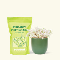 Small Pink Panther Tradescantia (Tradescantia callisia repens) in a green rounded pot and a bag of soil.