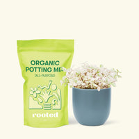 Small Pink Panther Tradescantia (Tradescantia callisia repens) in a indigo rounded pot and a bag of soil.