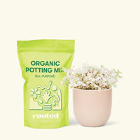 Small Pink Panther Tradescantia (Tradescantia callisia repens) in a pink rounded pot and a bag of soil.