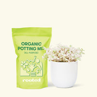 Small Pink Panther Tradescantia (Tradescantia callisia repens) in a white rounded pot and a bag of soil.