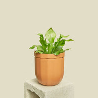 Loop Hanging Planter Planter WallyGro
