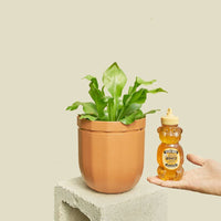 Loop Hanging Planter Planter WallyGro Terracotta
