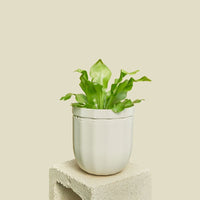 Loop Hanging Planter Planter WallyGro