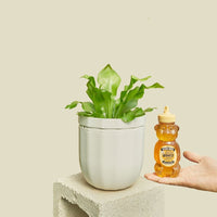 Loop Hanging Planter Planter WallyGro White