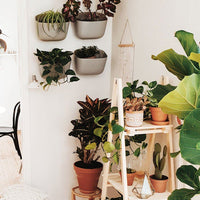 Eco Wall Planter Planter WallyGro