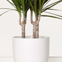 Ceramic Egg-Shaped Planter Planter Peach & Pebble White LG
