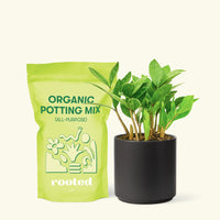 Small ZZ Plant (Zamioculcas zamiifolia) in a black cylinder pot and a bag of soil.