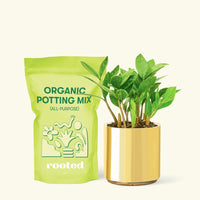 Small ZZ Plant (Zamioculcas zamiifolia) in a gold cylinder pot and a bag of soil.