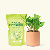 Small ZZ Plant (Zamioculcas zamiifolia) in a peach cylinder pot and a bag of soil.