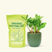 Small ZZ Plant (Zamioculcas zamiifolia) in a green rounded pot and a bag of soil.