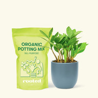 Small ZZ Plant (Zamioculcas zamiifolia) in a indigo rounded pot and a bag of soil.