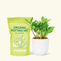 Small ZZ Plant (Zamioculcas zamiifolia) in a white rounded pot and a bag of soil.