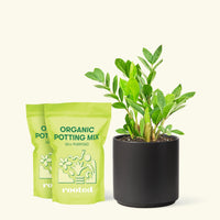 Medium ZZ Plant (Zamioculcas zamiifolia) in a black cylinder pot and two bag of soil.