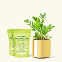 Medium ZZ Plant (Zamioculcas zamiifolia) in a gold cylinder pot and two bag of soil.