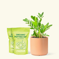 Medium ZZ Plant (Zamioculcas zamiifolia) in a peach cylinder pot and two bag of soil.