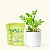 Medium ZZ Plant (Zamioculcas zamiifolia) in a white cylinder pot and two bag of soil.