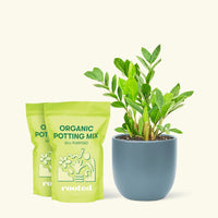 Medium ZZ Plant (Zamioculcas zamiifolia) in a green rounded pot and two bag of soil.