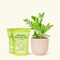 Medium ZZ Plant (Zamioculcas zamiifolia) in a pink rounded pot and two bag of soil.