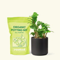 Small Zenzi ZZ Plant (Zamioculcas zamiifolia 'Zenzi') in a black cylinder pot and a bag of soil.