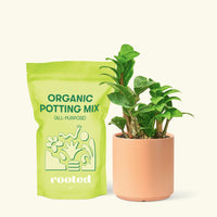 Small Zenzi ZZ Plant (Zamioculcas zamiifolia 'Zenzi') in a peach cylinder pot and a bag of soil.