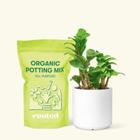 Small Zenzi ZZ Plant (Zamioculcas zamiifolia 'Zenzi') in a white cylinder pot and a bag of soil.