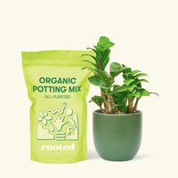 Small Zenzi ZZ Plant (Zamioculcas zamiifolia 'Zenzi') in a green rounded pot and a bag of soil.