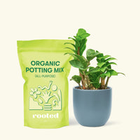 Small Zenzi ZZ Plant (Zamioculcas zamiifolia 'Zenzi') in a indigo rounded pot and a bag of soil.