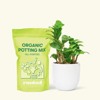 Small Zenzi ZZ Plant (Zamioculcas zamiifolia 'Zenzi') in a white rounded pot and a bag of soil.