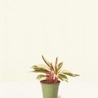 Winter Packaging Rooted