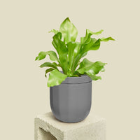 Loop Hanging Planter Planter WallyGro