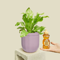 Loop Hanging Planter Planter WallyGro Lavender