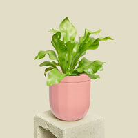 Loop Hanging Planter Planter WallyGro