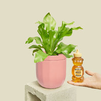 Loop Hanging Planter Planter WallyGro Rose