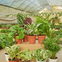 Mystery Jungle Subscription Box Subscription Rooted