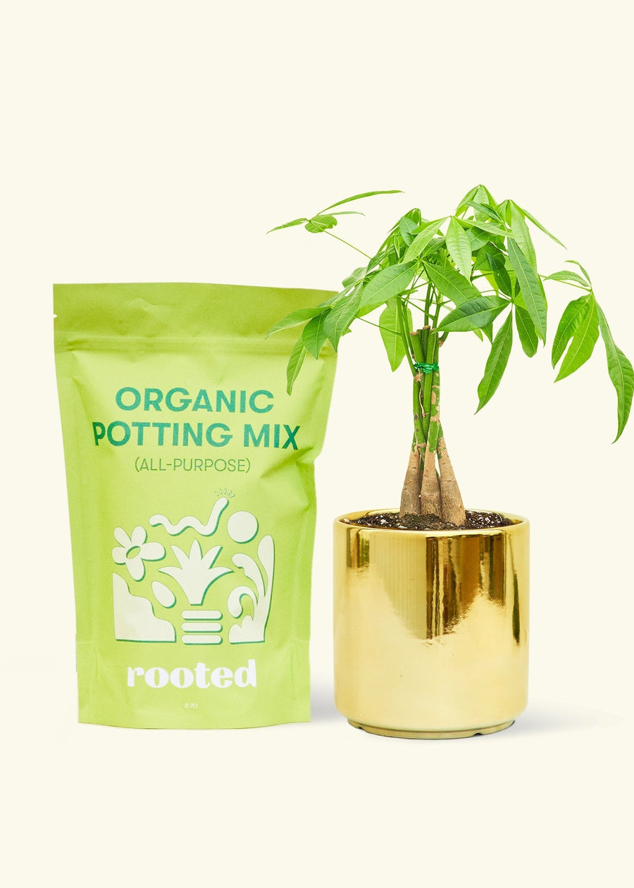 A bag of Organic Potting Mix to the left of a Braided Money Tree in a gold cylinder ceramic pot.