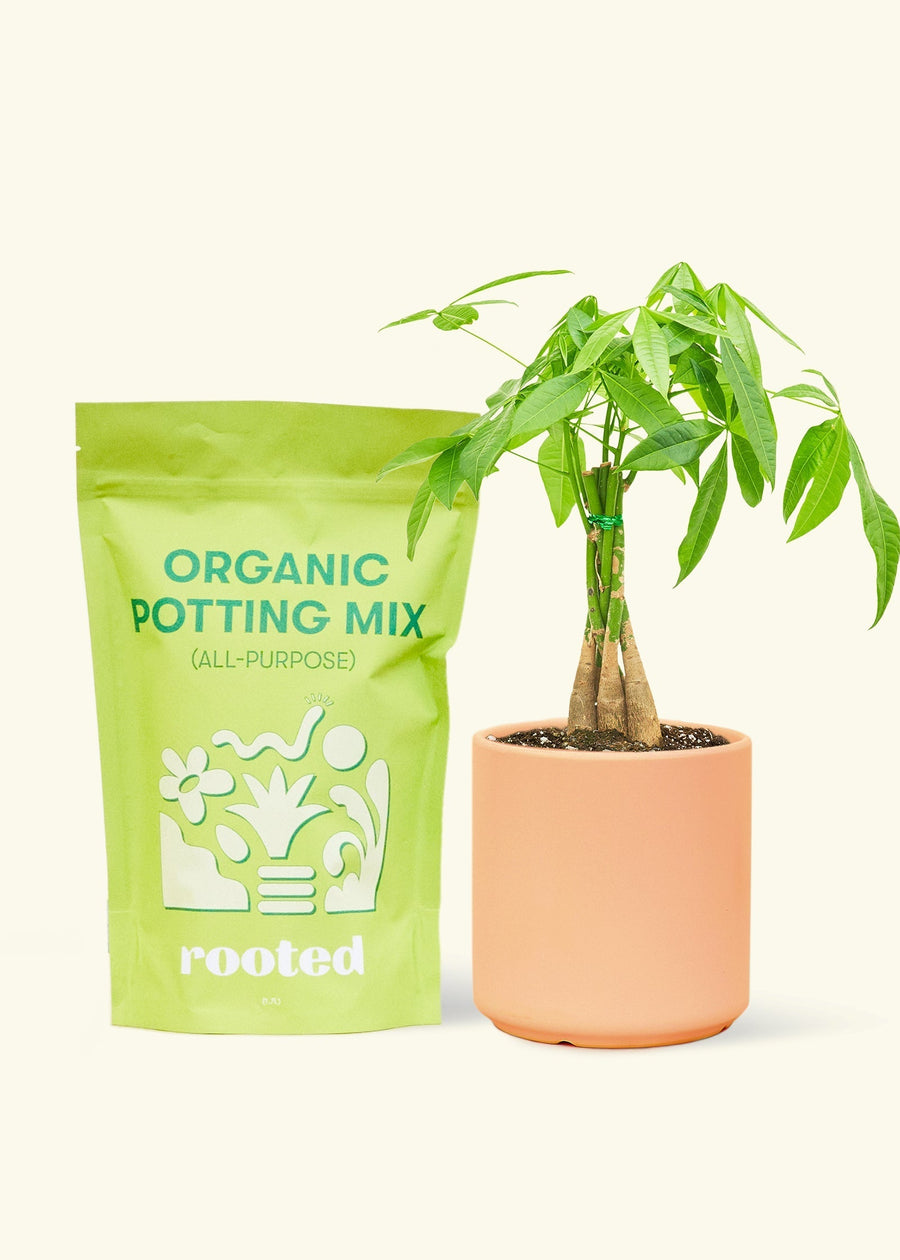 A bag of Organic Potting Mix to the left of a Braided Money Tree in a peach cylinder ceramic pot.