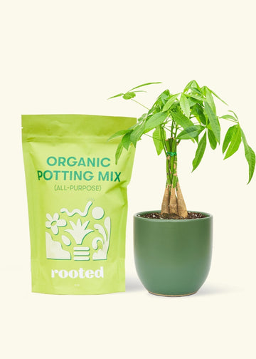 A bag of Organic Potting Mix to the left of a Braided Money Tree in a forest rounded ceramic pot.