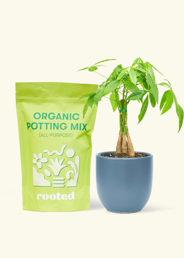 A bag of Organic Potting Mix to the left of a Braided Money Tree in a indigo rounded ceramic pot.