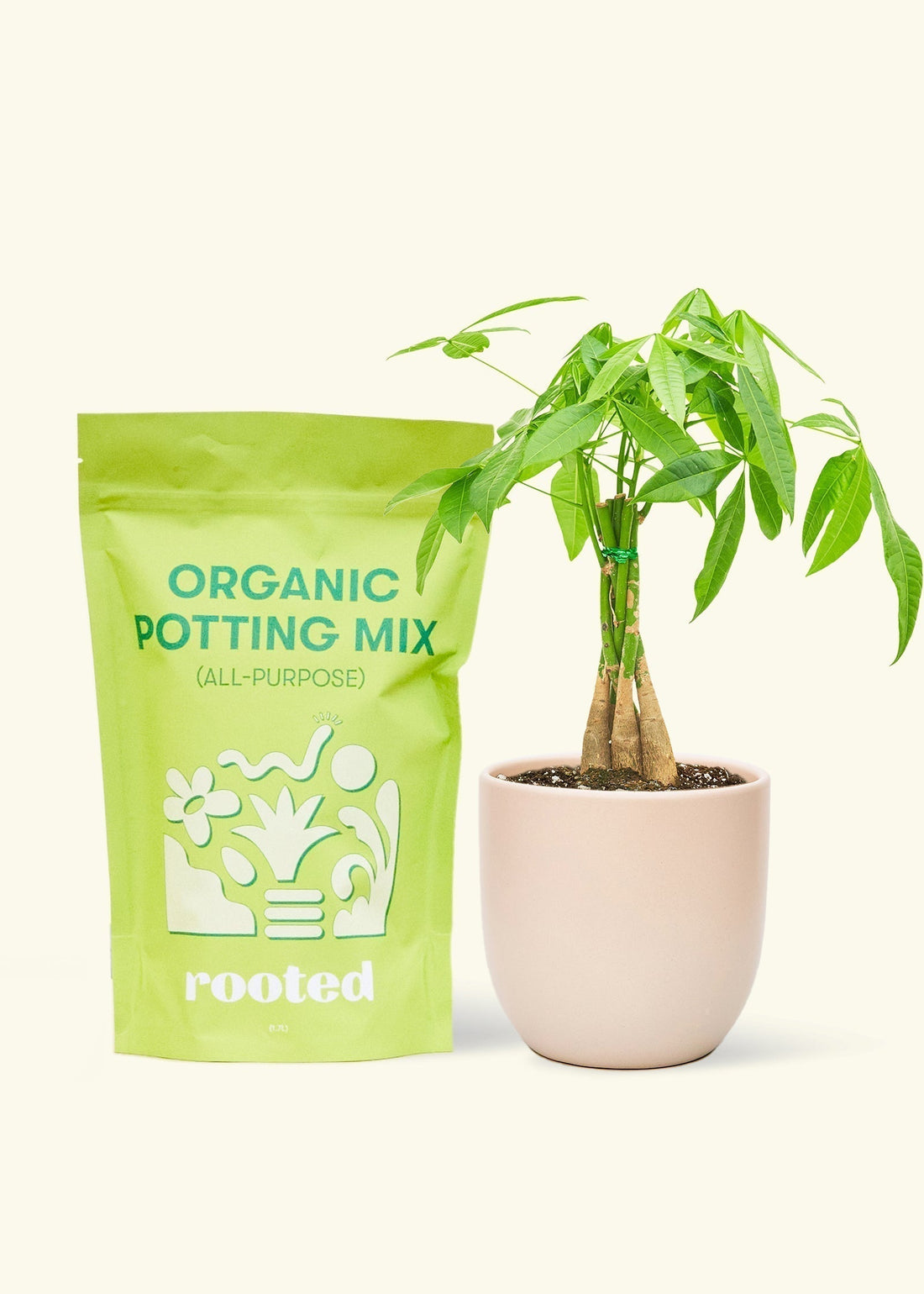 A bag of Organic Potting Mix to the left of a Braided Money Tree in a pink rounded ceramic pot.