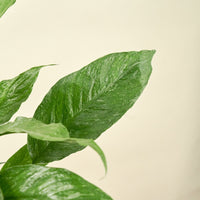 Medium Variegated Peace Lily (Spathiphyllum wallisii 'Domino')