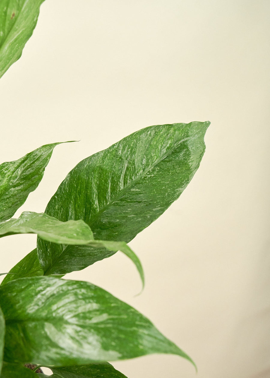 Medium Variegated Peace Lily (Spathiphyllum wallisii 'Domino')