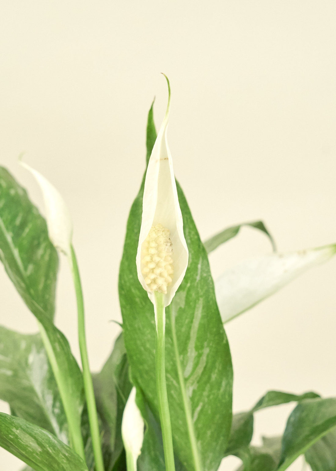 Medium Variegated Peace Lily (Spathiphyllum wallisii &