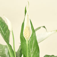 Medium Variegated Peace Lily (Spathiphyllum wallisii 'Domino')