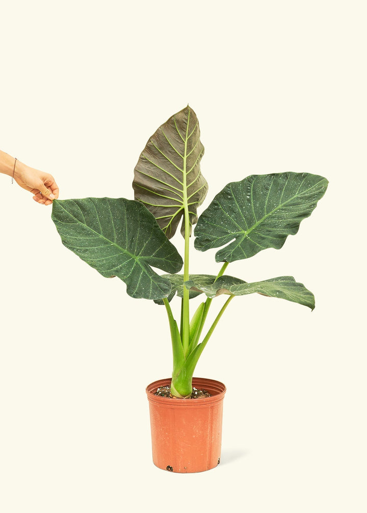 Large alocasia regalshield in a grow pot.