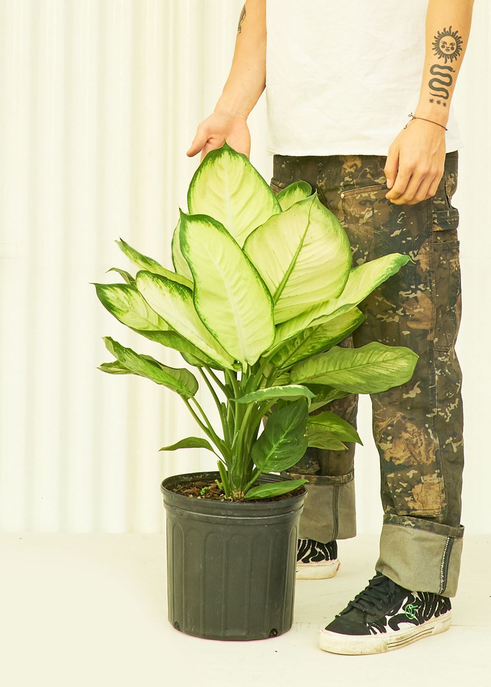 Large Dieffenbachia &