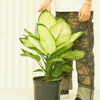 Large Dieffenbachia 'Camille' (Dieffenbachia 'Camille')