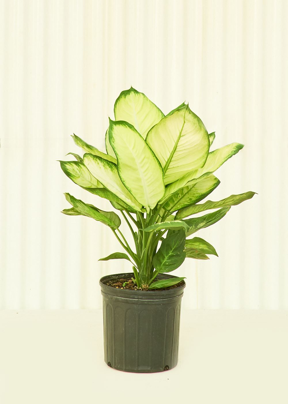 Large Dieffenbachia &