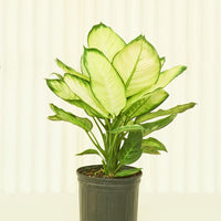 Large Dieffenbachia 'Camille' (Dieffenbachia 'Camille')