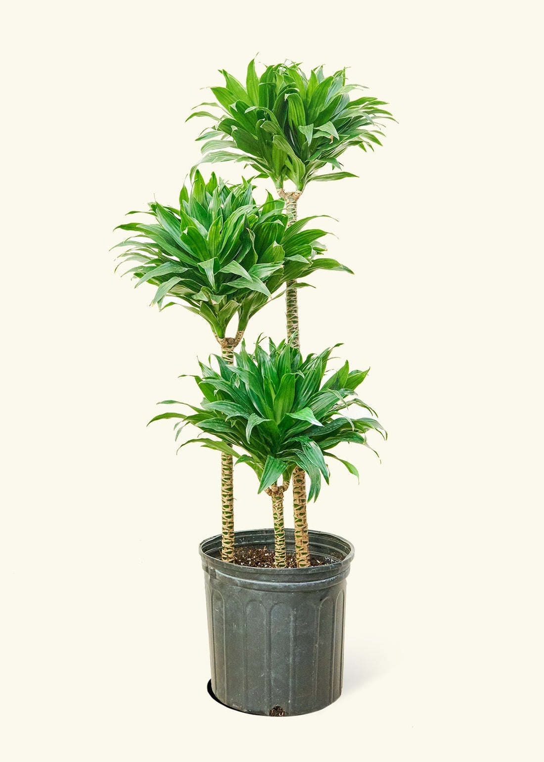 Large Dracaena &